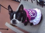 diva the boston terrier